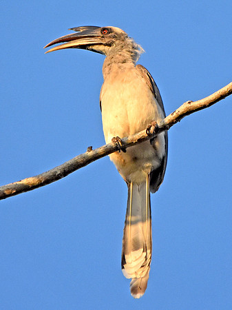 Indian Grey hornbill