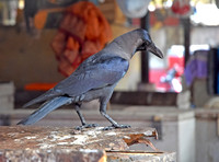 Indian house crow