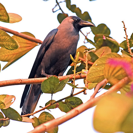 Indian house crow