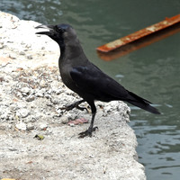 Indian house crow
