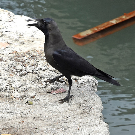 Indian house crow