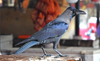 Indian house crow