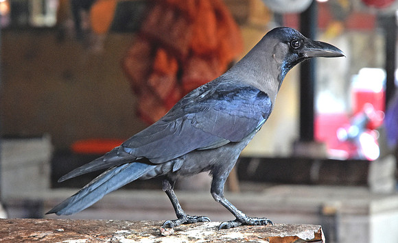 Indian house crow