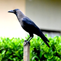 Indian house crow