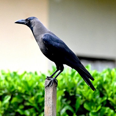 Indian house crow
