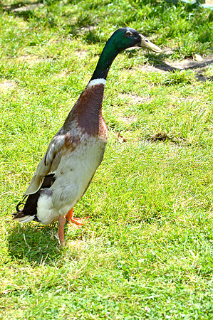 Indian Runner duck