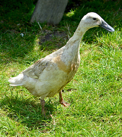 Indian Runner duck