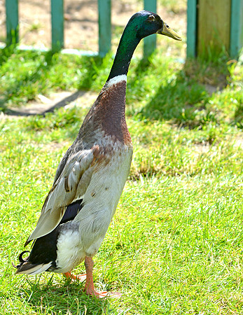 Indian Runner duck