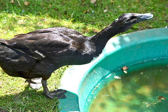 Indian Runner duck