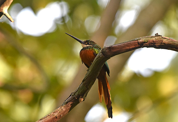 Rufous tailed jacamar