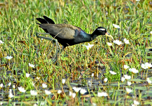 Bronze winged jacanar
