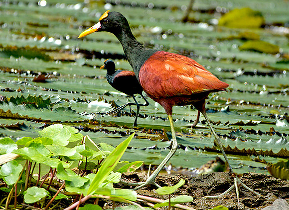 Northern jacanar