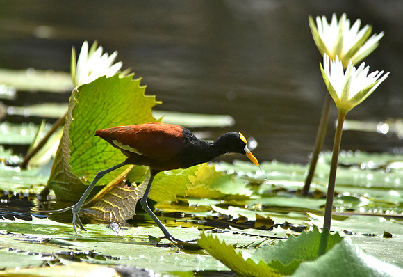 Northern jacanar