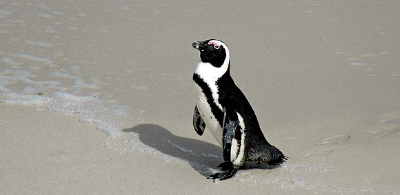 Jackass / African Penguin
