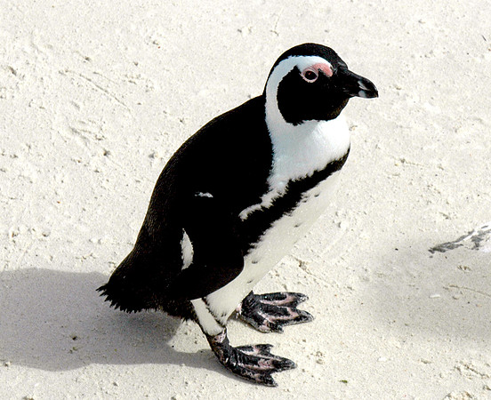 Jackass / African Penguin