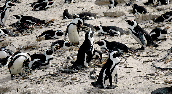 Jackass / African Penguin