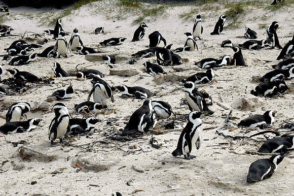 Jackass / African Penguin