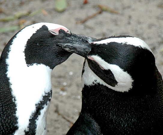 Jackass / African Penguin