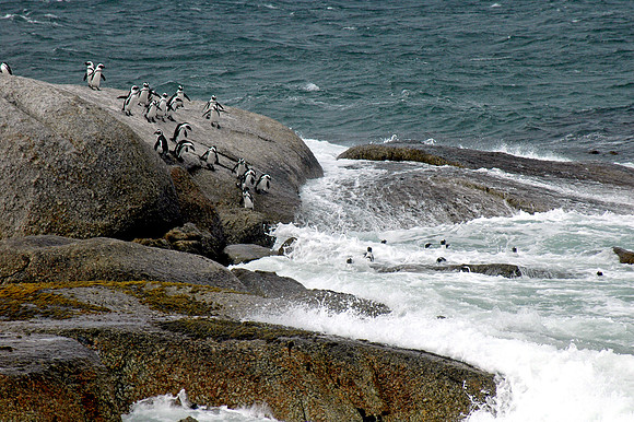 Jackass / African Penguin