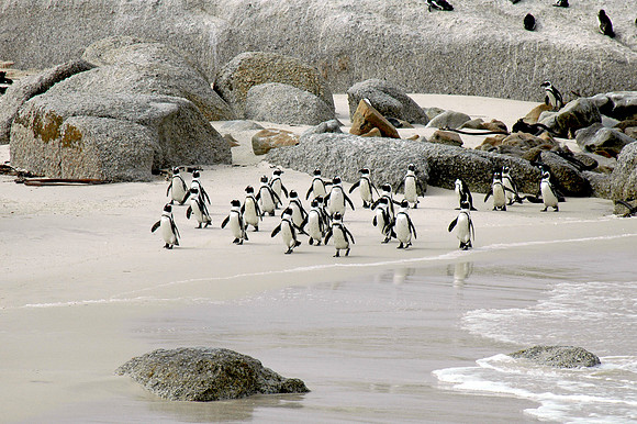 Jackass / African Penguin