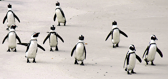 Jackass / African Penguin