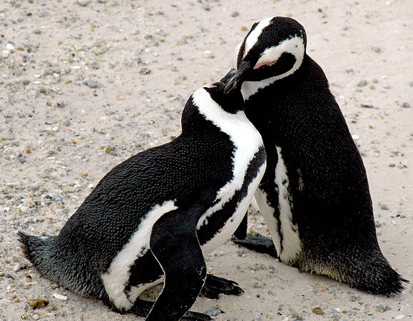 Jackass / African Penguin