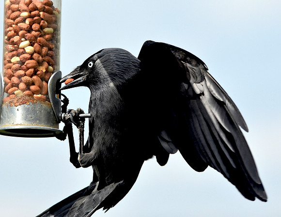 Jackdaw