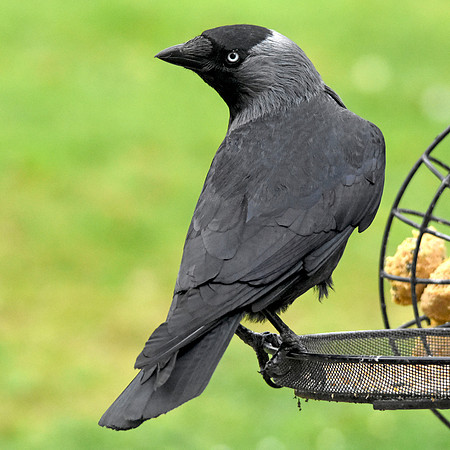 Jackdaw