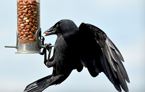 Jackdaw