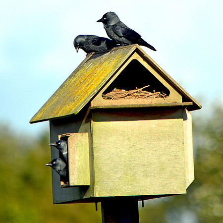 Jackdaw juveniles
