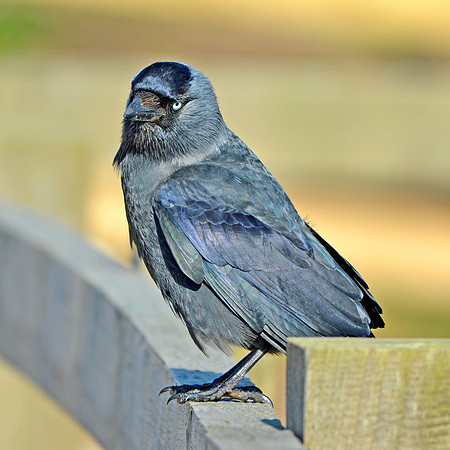 Jackdaw