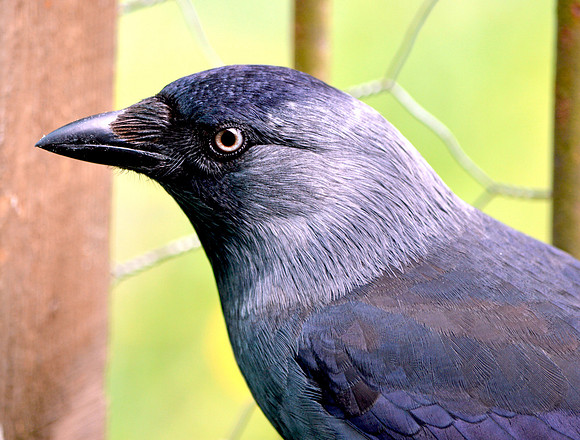 Jackdaw