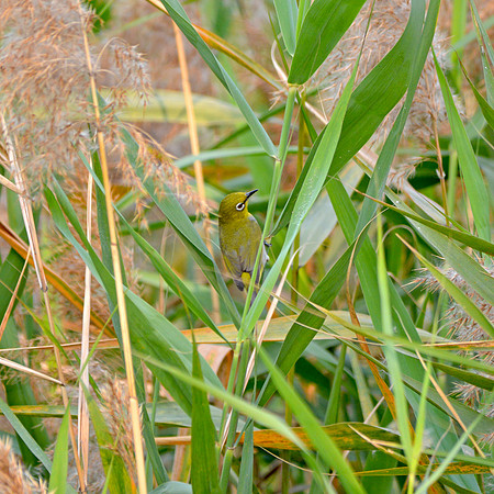 Japanese White eye
