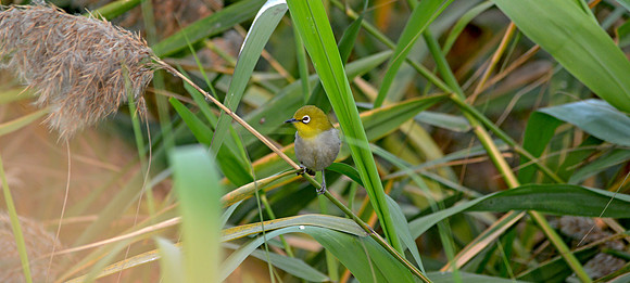 Japanese White eye