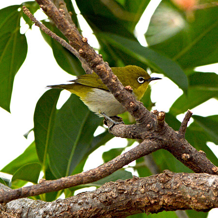 Japanese White eye