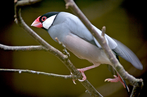 Java sparrow