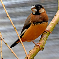 Java sparrow Bengalese finch cross