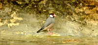 Java sparrow