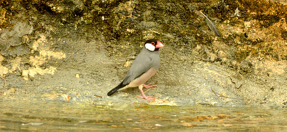 Java sparrow