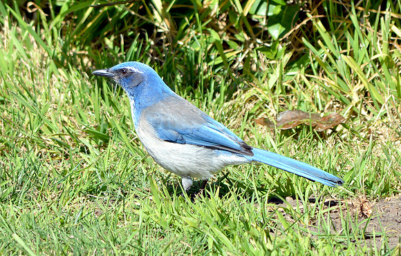 Bluejay