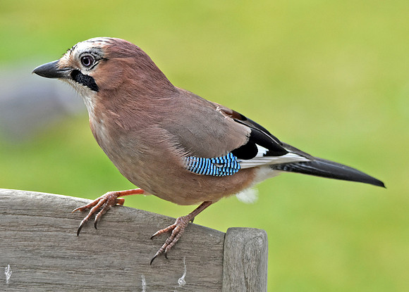 Eurasian Jay