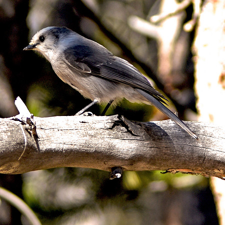 Grey jay