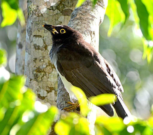 Brown Jay