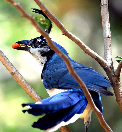 White throated magpie jay