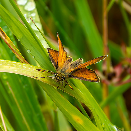Essex skipper