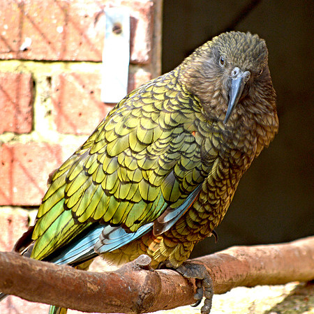 Kea