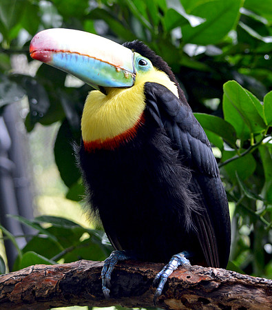 Keel billed toucan