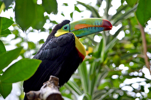 Keel billed toucan