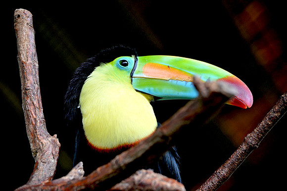 Keel billed toucan