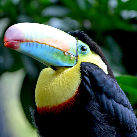 Keel billed toucan